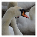 Recherche de cygnes blancs posters Nature