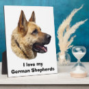 Recherche de chien berger allemand plaques Chiot