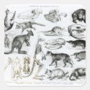 Search for wombat stickers Kangaroo