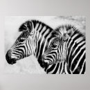 Search for white zebra posters Zebras