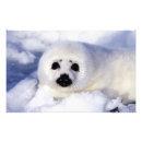 Recherche de bébé phoque posters Neige