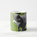 Recherche de beau chat tasses Félin