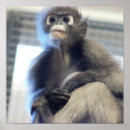 Recherche de petit singe posters Faune
