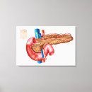 Search for abdominal art Biology