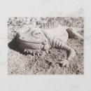 Search for iguana postcards Caribbean