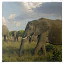 Search for african elephant tiles Adam jones