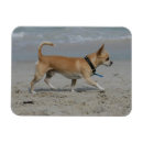Search for beach walk magnets Waves