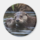 Search for cuddle magnets Otter