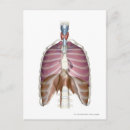 Recherche de vue 3d cartes postales Poumon