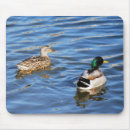 Search for ducks swimming mousepads Birds