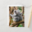 Search for koala baby postcards Modern