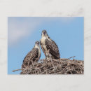 Search for ospreys postcards Raptor