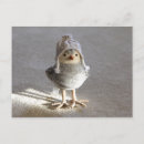 Search for tweeting postcards Birdie