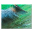 Recherche de photographie de loup posters Animaux