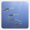 Recherche de calmar autocollants Nature