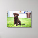 Search for chocolate labrador art Puppy