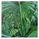 Recherche de plantation carreaux Croissance