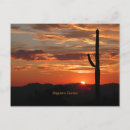 Search for saguaro cactus postcards Arizona