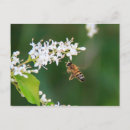 Search for flying bugs postcards Nature