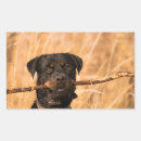 Search for funny rottweiler stickers Pet