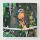 Search for red shouldered hawk Nature