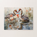 Search for grebes Nature