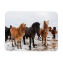 Search for flat coated cards Animal