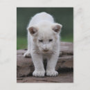 Search for lion cub postcards Baby animals