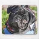 Recherche de veste tapis souris Chien