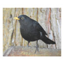 Search for blackbirds art Avian