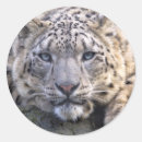 Search for snow leopard stickers Wildlife