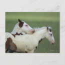 Recherche de peindre cartes postales Cheval