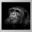 Search for ape pics posters Wildlife