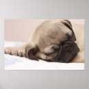Search for dog napping posters Pug