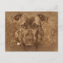 Recherche de bull terrier terrier cartes postales Animal