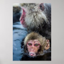 Recherche de deux singes posters Macaque japonaise