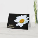 Recherche de marguerite shasta cartes postales Blanc