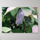 Recherche de monarch butterfly posters Orange