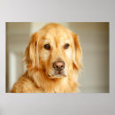 Search for golden retriever posters Cute