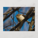 Search for ruby crowned kinglets Cute