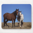 Recherche de geldings Équine