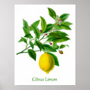 Search for lemons art Cottagecore