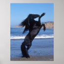 Search for black friesian horse posters Stallion