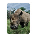 Recherche de rhinocéros magnets Animal
