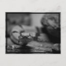 Recherche de serpent noir cartes postales Noir et blanc