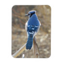 Recherche de de beaux magnets Oiseaux