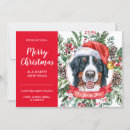 Recherche de bernese mountain dog christmas cards Aquarelle
