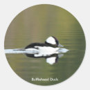 Recherche de bufflehead Nature