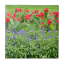 Search for scenic tiles Nature