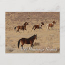 Search for mustang wild horses postcards Freedom